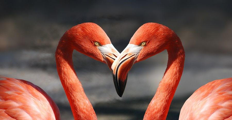 Flamingi serce